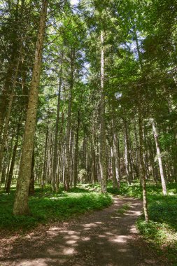 Dağlardaki yüksek ormanlarda yürüyüş parkurları.