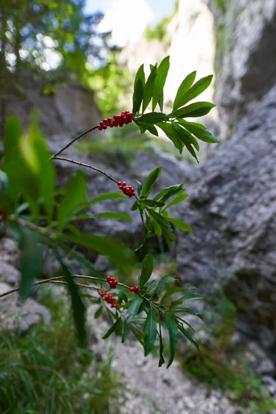 Rowan Berries Growing Hiking Trail Canyon — 스톡 사진