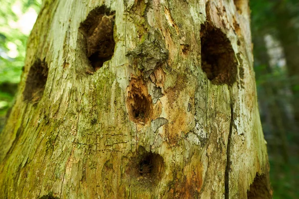 Big Trunk Holes Woodpeckers Searching Grubs — Zdjęcie stockowe