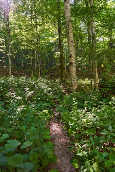 Mountain Hiking Trail Forest Lush Vegetation — Stock Fotó