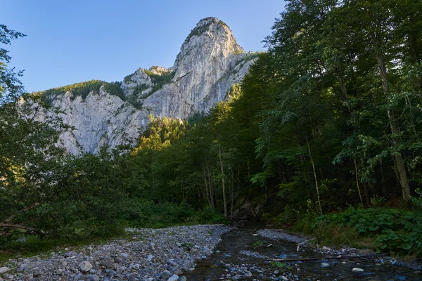 River Flowing Forest Mountains — Stockfoto