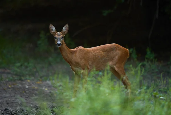 Adult roe deer female in the forest, looking cautiously