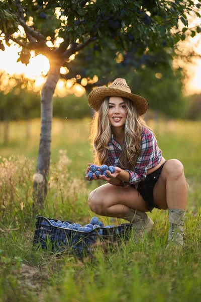 日落时分 在果园采摘成熟的蓝色李子时 身穿短裤戴帽子的年轻漂亮的农妇 — 图库照片
