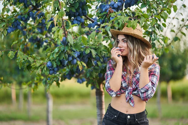 Young Beautiful Farmer Woman Picking Ripe Plums Sunset Orchard — Stock Photo, Image