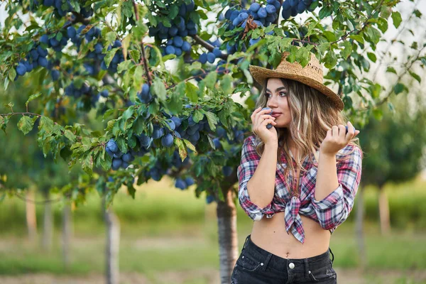 Fiatal Szép Farmer Szedés Érett Szilva Naplementekor Gyümölcsösben — Stock Fotó