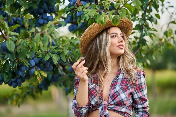 Young Beautiful Farmer Woman Picking Ripe Plums Sunset Orchard — Stock Photo, Image