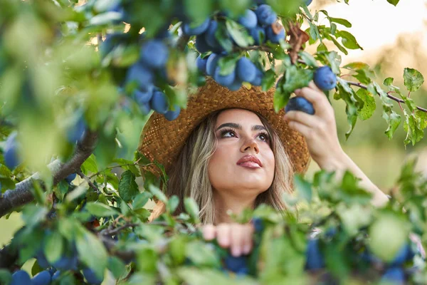 年轻美丽的农妇日落时分在果园采摘成熟的李子 — 图库照片