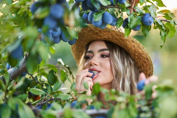 Genç Güzel Çiftçi Kadın Meyve Bahçesinde Gün Batımında Erik Topluyor — Stok fotoğraf