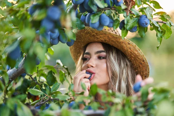 Jonge Mooie Boer Vrouw Plukken Rijpe Pruimen Bij Zonsondergang Boomgaard — Stockfoto