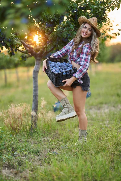 Joven Campesina Hermosa Recogiendo Ciruelas Maduras Atardecer Huerto — Foto de Stock