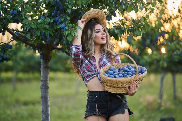 Fiatal Szép Farmer Szedés Érett Szilva Naplementekor Gyümölcsösben — Stock Fotó