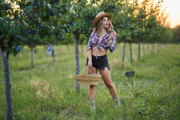 Mladá Krásná Farmářka Sběr Zralé Švestky Při Západu Slunce Sadu — Stock fotografie