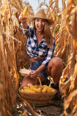 Mutlu, iri yarı, ekose kotlu, şortlu ve mısır toplayan güzel bir çiftçi kadın. 