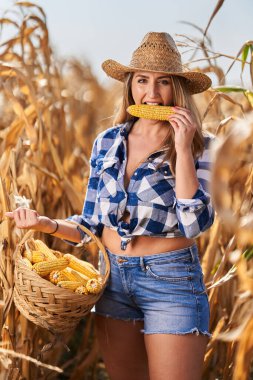 Mutlu, iri yarı, ekose kotlu, şortlu ve mısır toplayan güzel bir çiftçi kadın. 