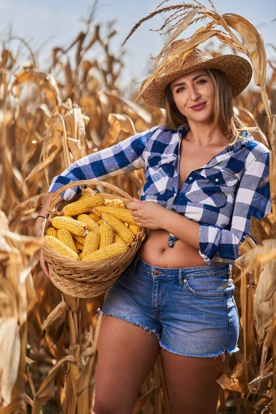 Happy plus size beautiful farmer woman with a basket, in plaid jeans, shorts and hat harvesting corn