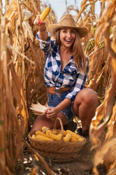 身材漂亮的农妇 提着篮子 穿着格子呢牛仔裤 短裤和帽子收割玉米 — 图库照片