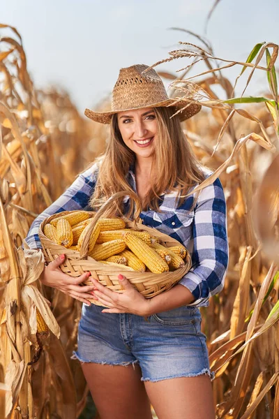 Happy plus size beautiful farmer woman with a basket, in plaid jeans, shorts and hat harvesting corn