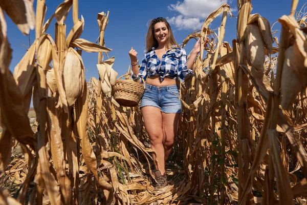 幸せなプラスサイズの美しい農家の女性でバスケット 再生ジーンズ ショートパンツ 帽子の収穫トウモロコシ — ストック写真