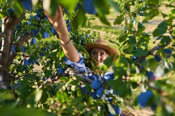 Красива Плюс Розмір Фермера Жінка Збирає Блакитні Сливи Саду — стокове фото