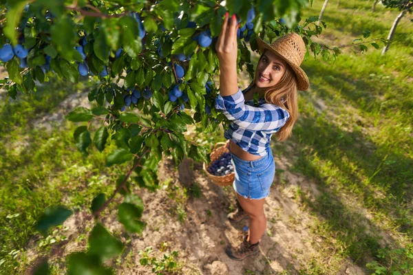 Hermosa Mujer Agricultora Tamaño Grande Cosechando Ciruelas Azules Huerto — Foto de Stock