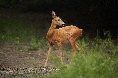 Yaz yağmurunda ormandaki bir geyik yumurtası.