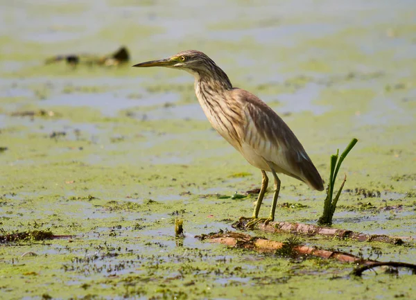 Yellow Heron Fishing Swamp — Stock Photo, Image