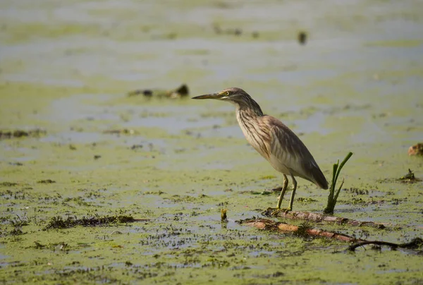 Yellow Heron Fishing Swamp — Stock Photo, Image