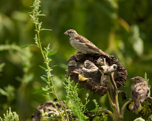 Sparrow Feeding Sunflower Agricultural Field — Stock Photo, Image