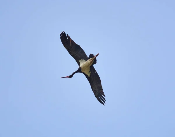 Svart Stork Glider Blå Himmel — Stockfoto