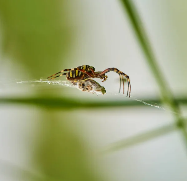 Venomous Spider Its Prey Web — Stock Photo, Image
