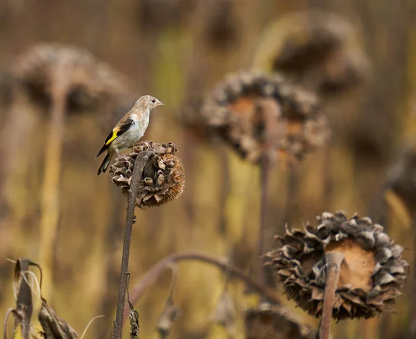 Ayçiçeklerinin Üzerine Tünemiş Bir Ispinoz Kuşu — Stok fotoğraf