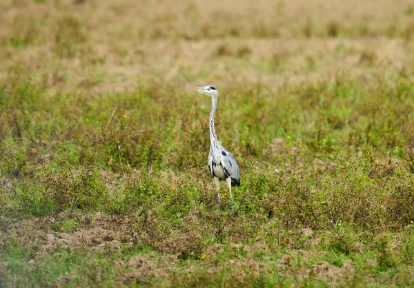 Grey Heron Standing Swamp — Stock Photo, Image