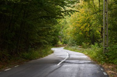 Sonbaharın başında ormandaki boş asfalt yolu.