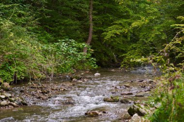 Alçak bir dağ ormanından akan nehir.
