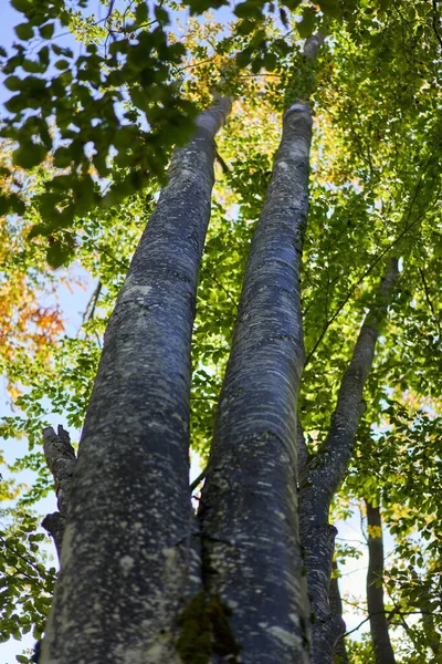 Paisagem Com Árvores Faia Floresta Final Verão — Fotografia de Stock