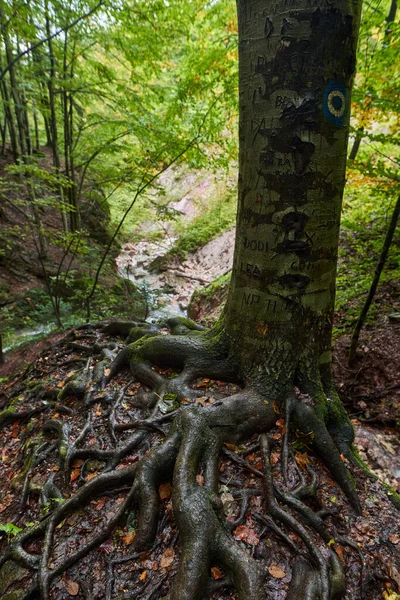 Landskap Med Utskjutande Rötter Från Träd Den Lummiga Skogen — Stockfoto