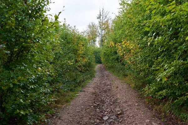 Modderige Zandweg Het Bos Die Bergen Gaat — Stockfoto