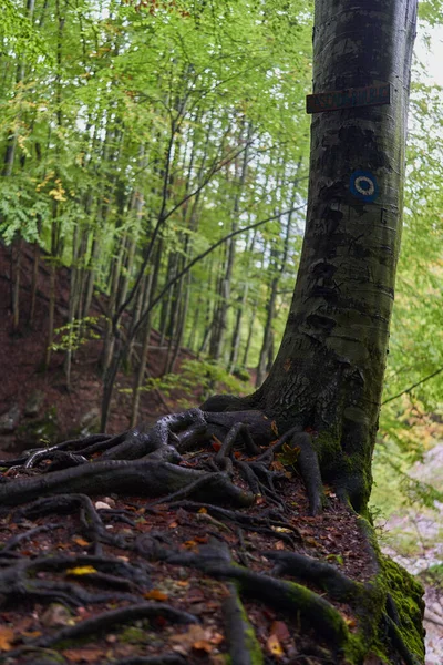 Krajobraz Wystającymi Korzeniami Drzew Bujnym Lesie — Zdjęcie stockowe