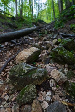 Dağlardaki kanyon yosun, kaya ve devrilmiş ağaçlarla