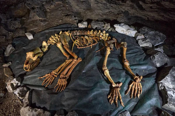 Печерний Ведмідь Урсус Перей Скелет Відображається Землі Стокова Картинка