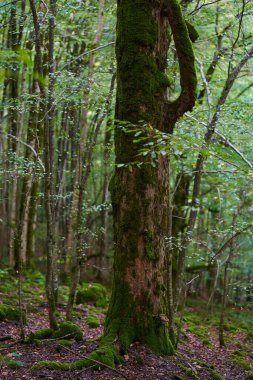 Büyülü orman, taşlarla, kayalarla ve ağaçlarla kaplı canlı yeşil yosunlarla