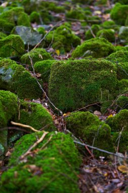 Büyülü orman, taşlarla, kayalarla ve ağaçlarla kaplı canlı yeşil yosunlarla