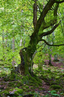 Büyülü orman, taşlarla, kayalarla ve ağaçlarla kaplı canlı yeşil yosunlarla