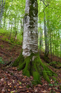 Büyülü orman, taşlarla, kayalarla ve ağaçlarla kaplı canlı yeşil yosunlarla