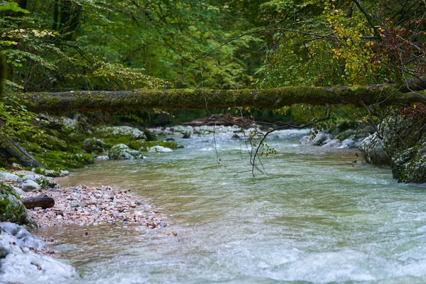 Rzeka Galbena Płynąca Szybko Kanionie Jgheaburi Rezerwacie Przyrody Apuseni Rumunia — Zdjęcie stockowe