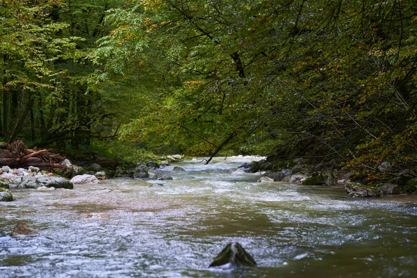 Río Galbena Fluye Rápidamente Cañón Jgheaburi Reserva Natural Apuseni Rumania —  Fotos de Stock