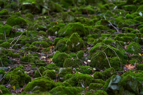 緑の苔で覆われた石 岩や木で魅惑的な森 — ストック写真