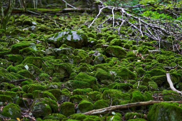 Зачарованный Лес Камнями Валунами Деревьями Покрытыми Ярко Зеленым Мхом — стоковое фото