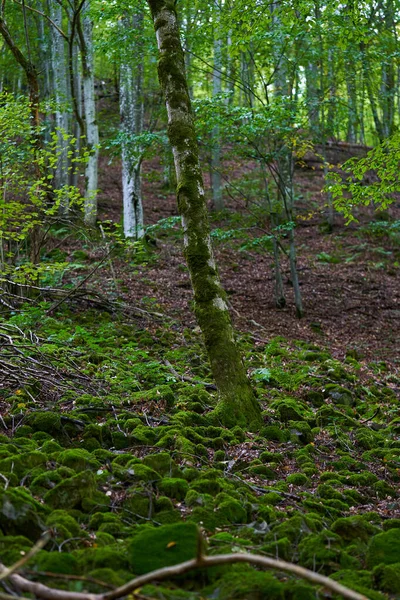 Elvarázsolt Erdő Kövekkel Sziklákkal Élénk Zöld Mohával Borított Fákkal — Stock Fotó