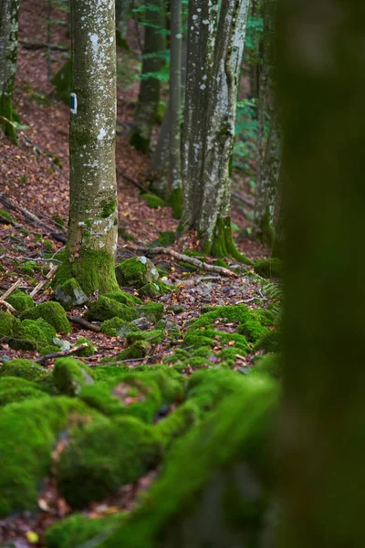 緑の苔で覆われた石 岩や木で魅惑的な森 — ストック写真